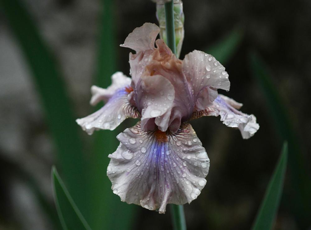 Photo of Tall Bearded Iris (Iris 'Coffee Trader') uploaded by cliftoncat
