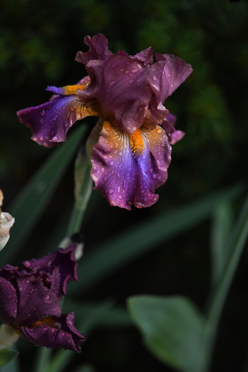 Photo of Tall Bearded Iris (Iris 'Gasper') uploaded by cliftoncat