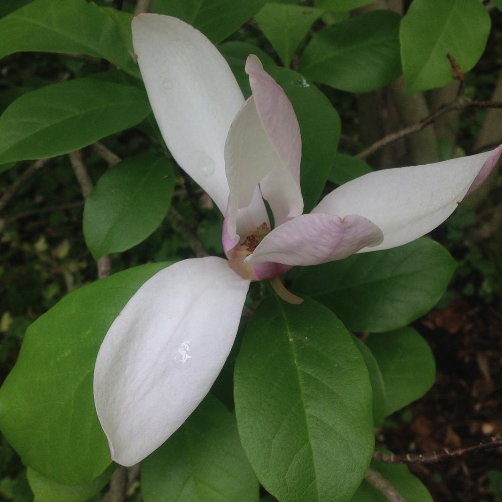 Photo of Magnolia 'Jane' uploaded by csandt