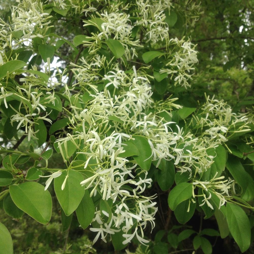 Photo of Chinese Fringe Tree (Chionanthus retusus) uploaded by csandt