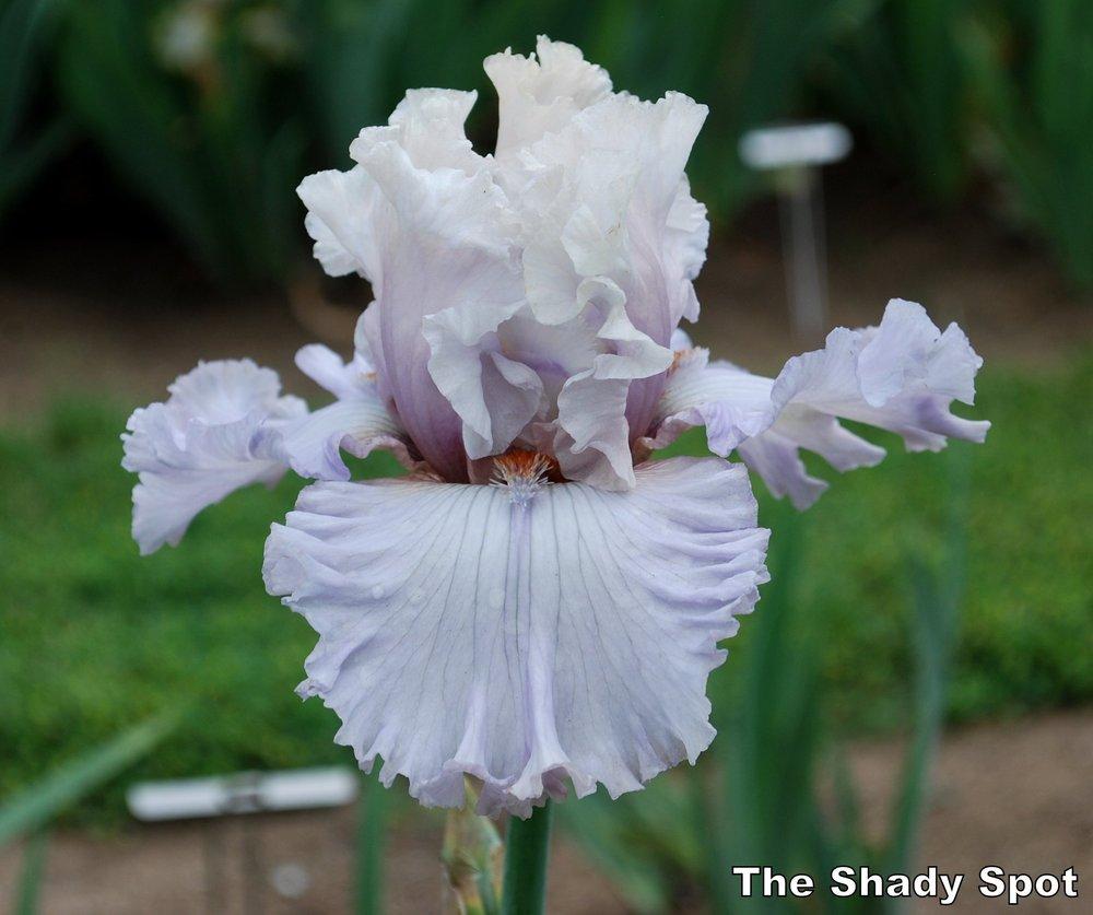 Photo of Tall Bearded Iris (Iris 'I Have This Dance') uploaded by lovemyhouse