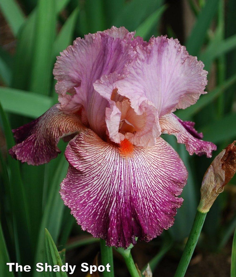 Photo of Tall Bearded Iris (Iris 'Anything Goes') uploaded by lovemyhouse