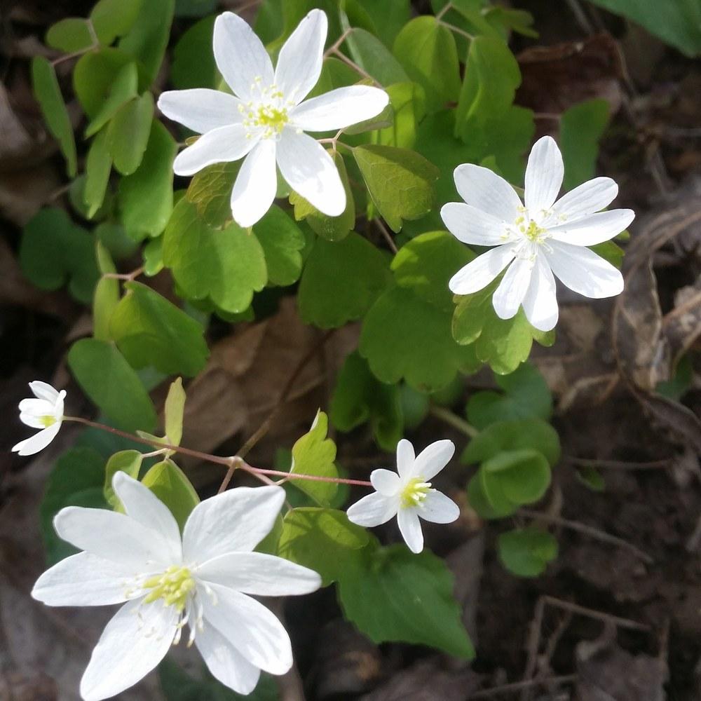 Photo of Rue Anemone (Thalictrum thalictroides) uploaded by oranges