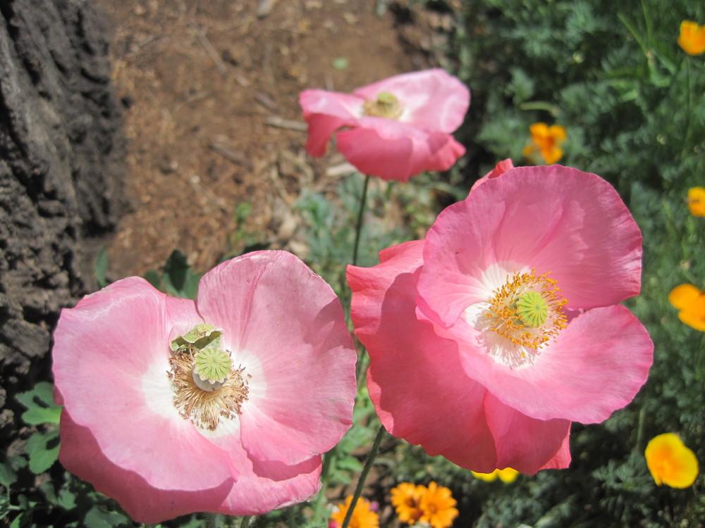 Photo of Poppies (Papaver) uploaded by shalyn