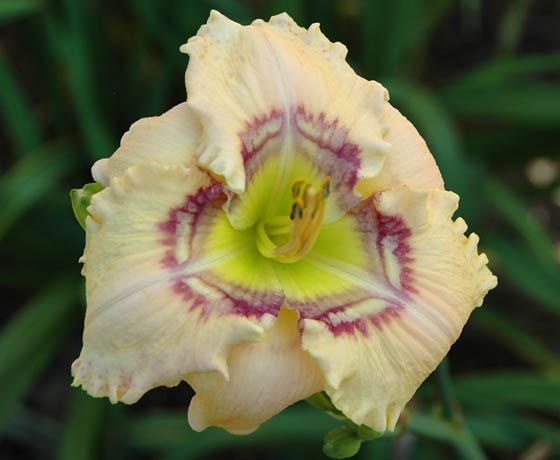 Photo of Daylily (Hemerocallis 'Victorian Garden Heaven's Applause') uploaded by shive1