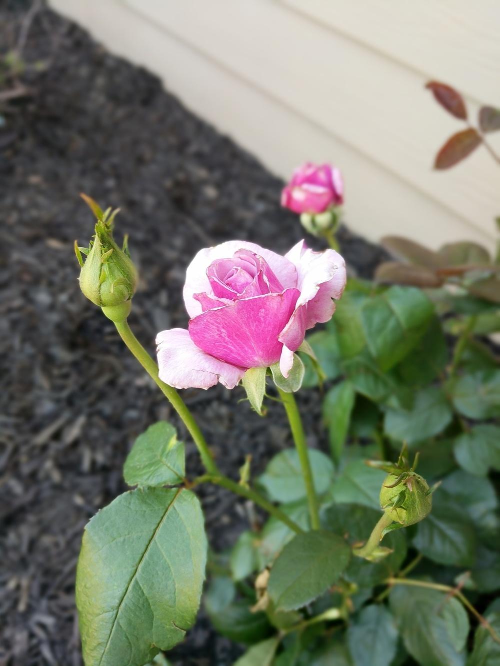 Photo of Rose (Rosa 'Neptune') uploaded by variegatagal
