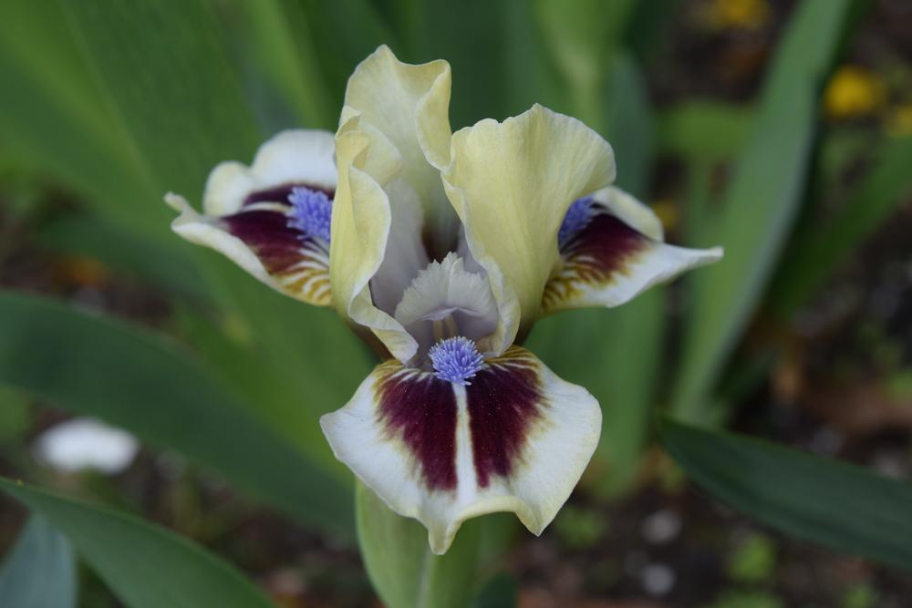 Photo of Miniature Dwarf Bearded Iris (Iris 'Elf Esteem') uploaded by Dachsylady86