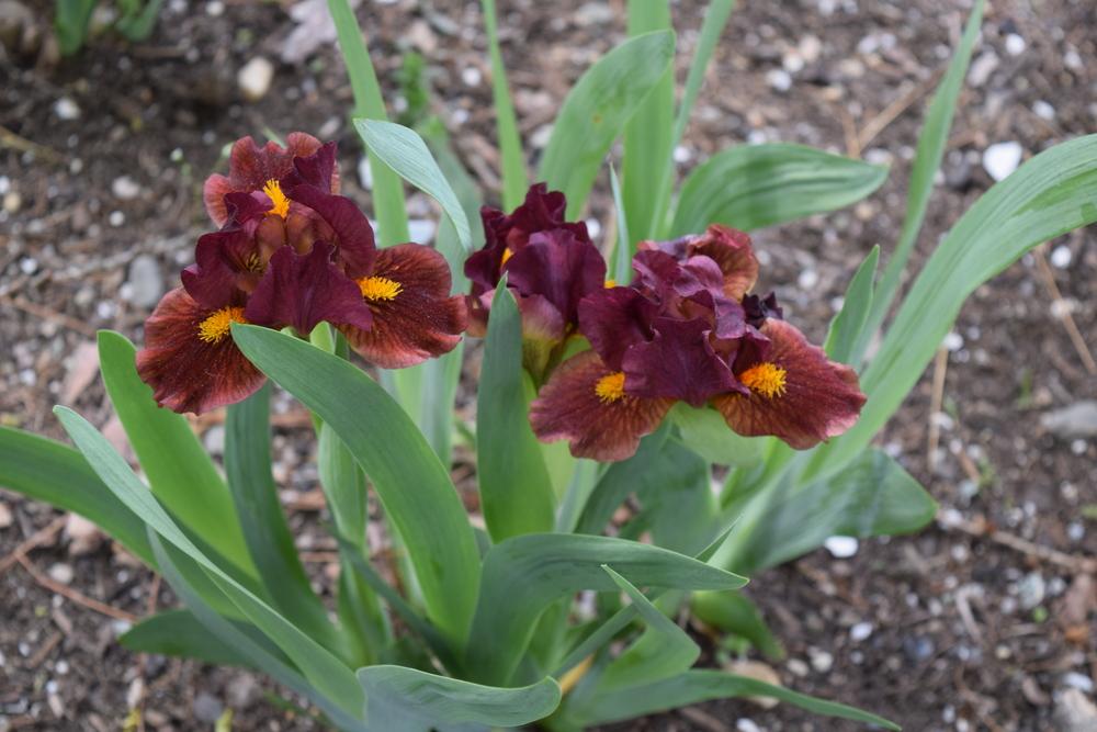 Photo of Standard Dwarf Bearded Iris (Iris 'Velvet Dragon') uploaded by Dachsylady86