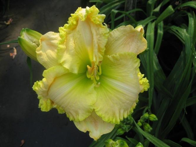 Photo of Daylily (Hemerocallis 'Citrus Queen') uploaded by Pat236