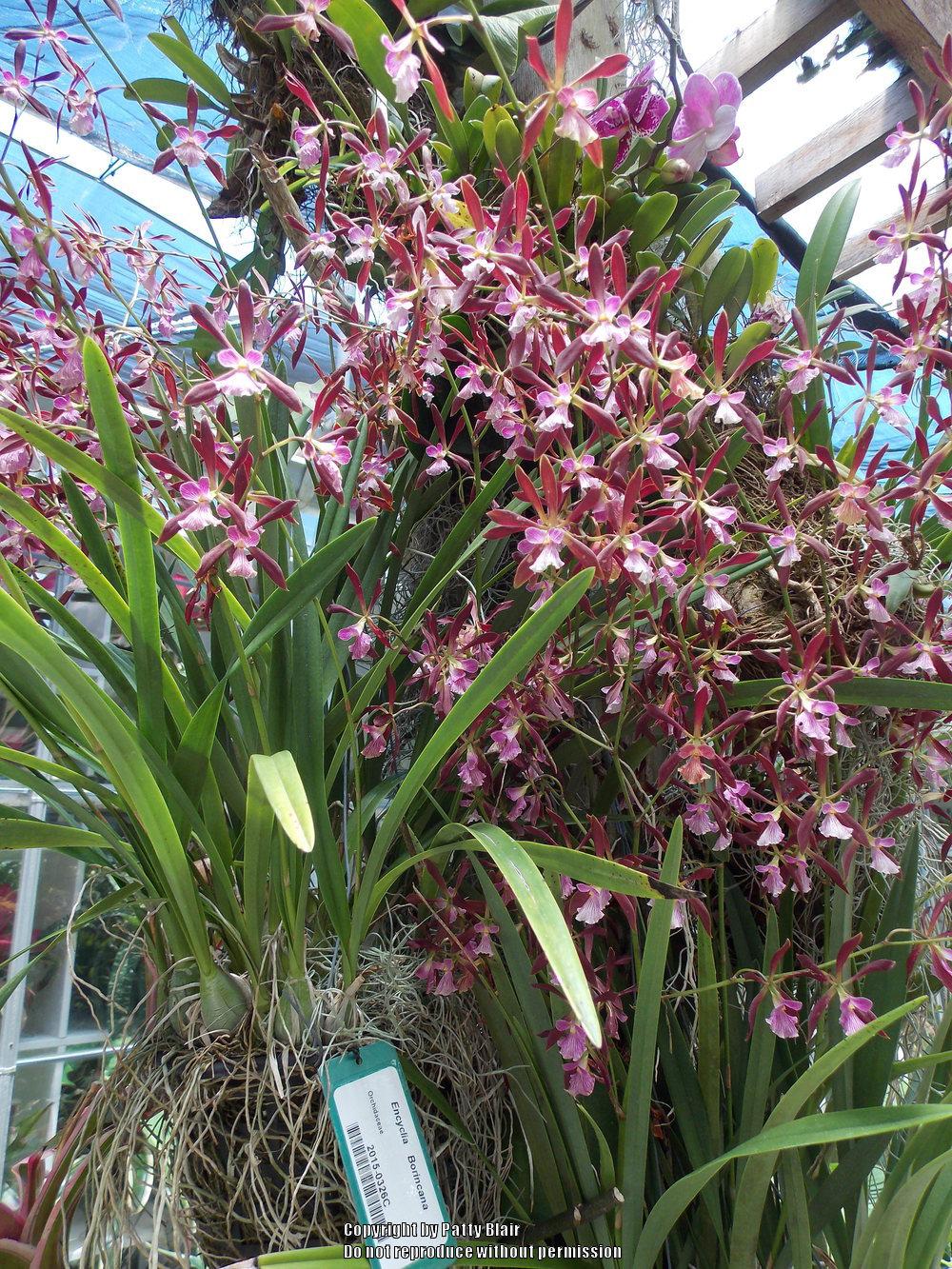 Photo of Orchid (Encyclia Borincana) uploaded by SarasotaPatty