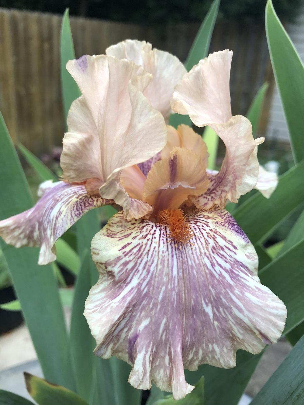 Photo of Tall Bearded Iris (Iris 'King Tush') uploaded by aikenforflowers