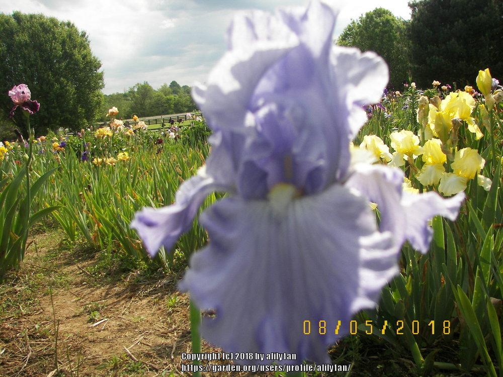 Photo of Tall Bearded Iris (Iris 'Blue Reflection') uploaded by alilyfan