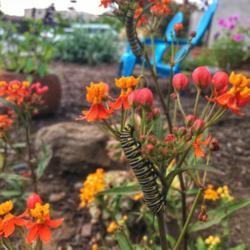 Location: Coastal San Diego County 
Date: 2018-05-14
Found about 20 monarch caterpillars in someone’s green trash ca