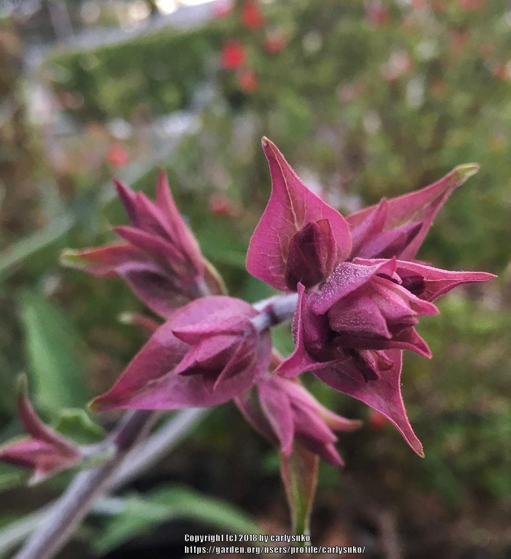 Photo of Canary Island Sage (Salvia canariensis) uploaded by carlysuko