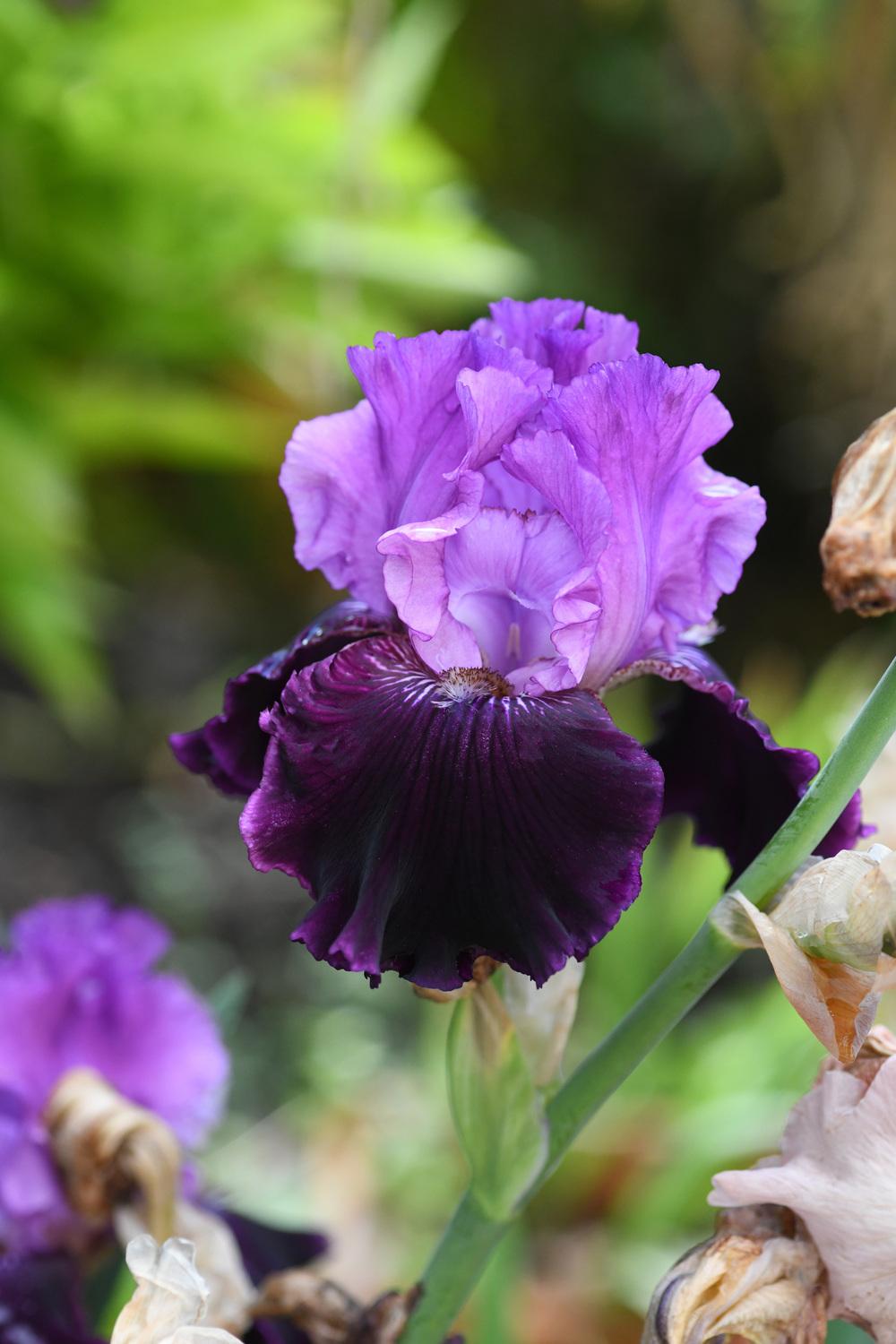 Photo of Tall Bearded Iris (Iris 'Dangerous Liaison') uploaded by cliftoncat