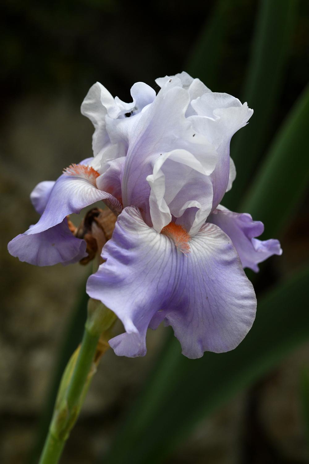 Photo of Tall Bearded Iris (Iris 'Platinum Jubilee') uploaded by cliftoncat