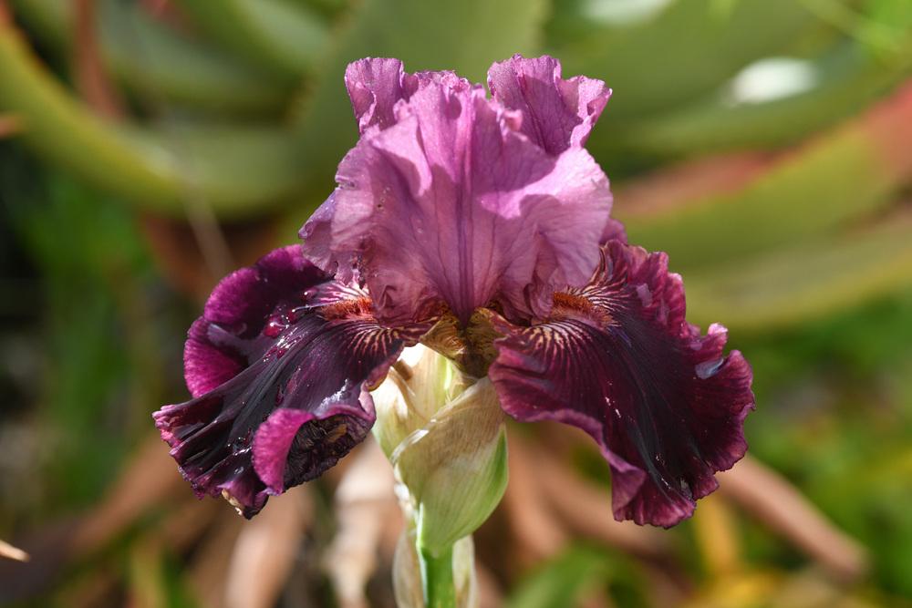 Photo of Tall Bearded Iris (Iris 'Swordsman') uploaded by cliftoncat