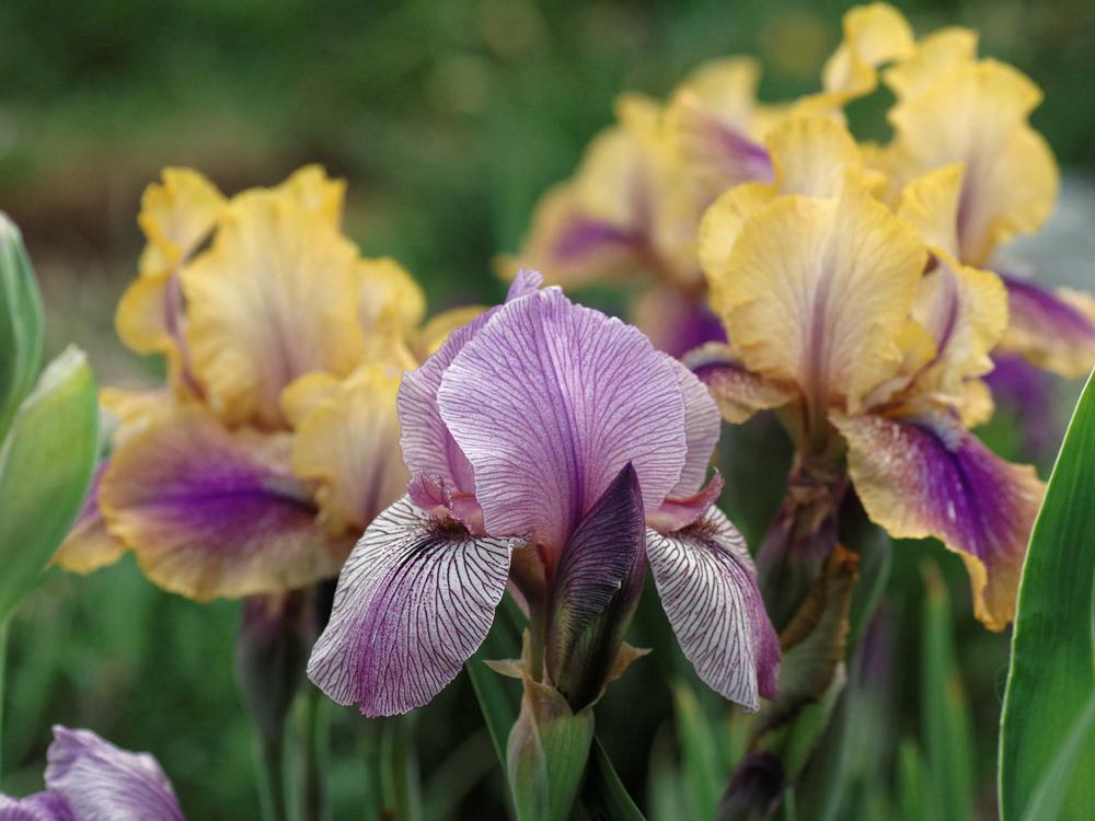 Photo of Arilbred Iris (Iris 'Alakazam') uploaded by dirtdorphins