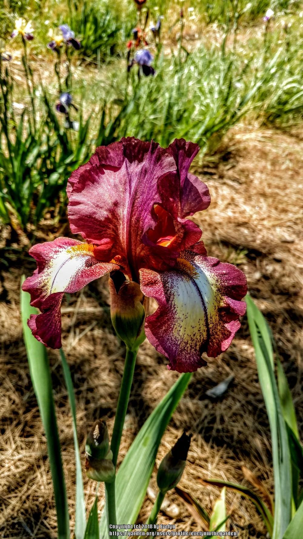 Photo of Tall Bearded Iris (Iris 'Inspiration Point') uploaded by evelyninthegarden