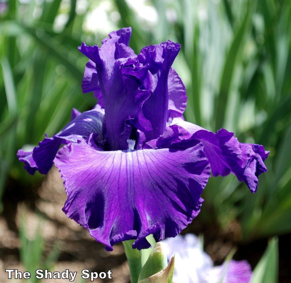 Photo of Tall Bearded Iris (Iris 'Peace and Harmony') uploaded by lovemyhouse