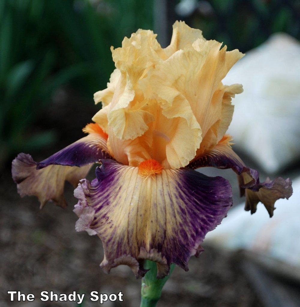 Photo of Tall Bearded Iris (Iris 'Exotic Notions') uploaded by lovemyhouse