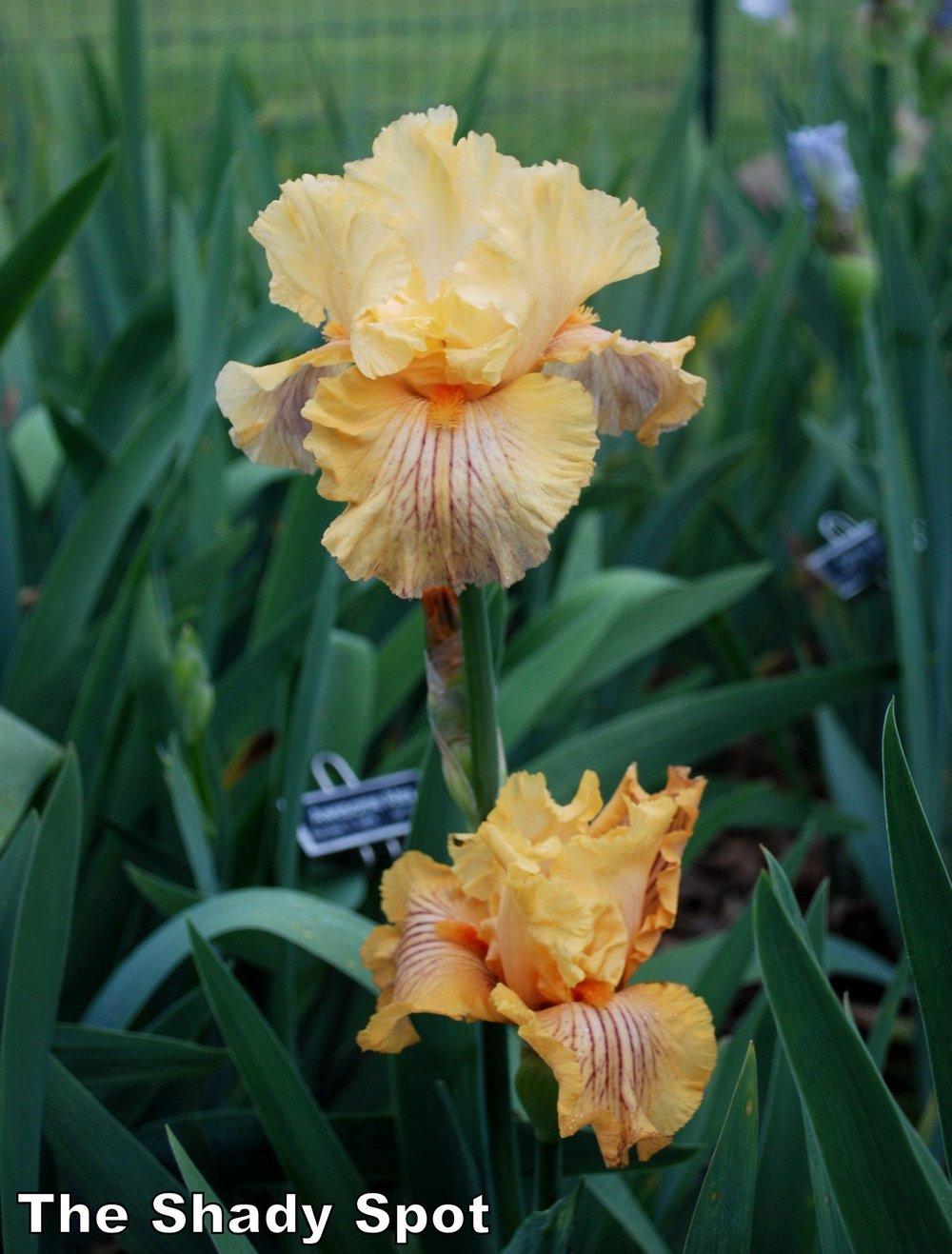 Photo of Tall Bearded Iris (Iris 'Sammie's Jammies') uploaded by lovemyhouse