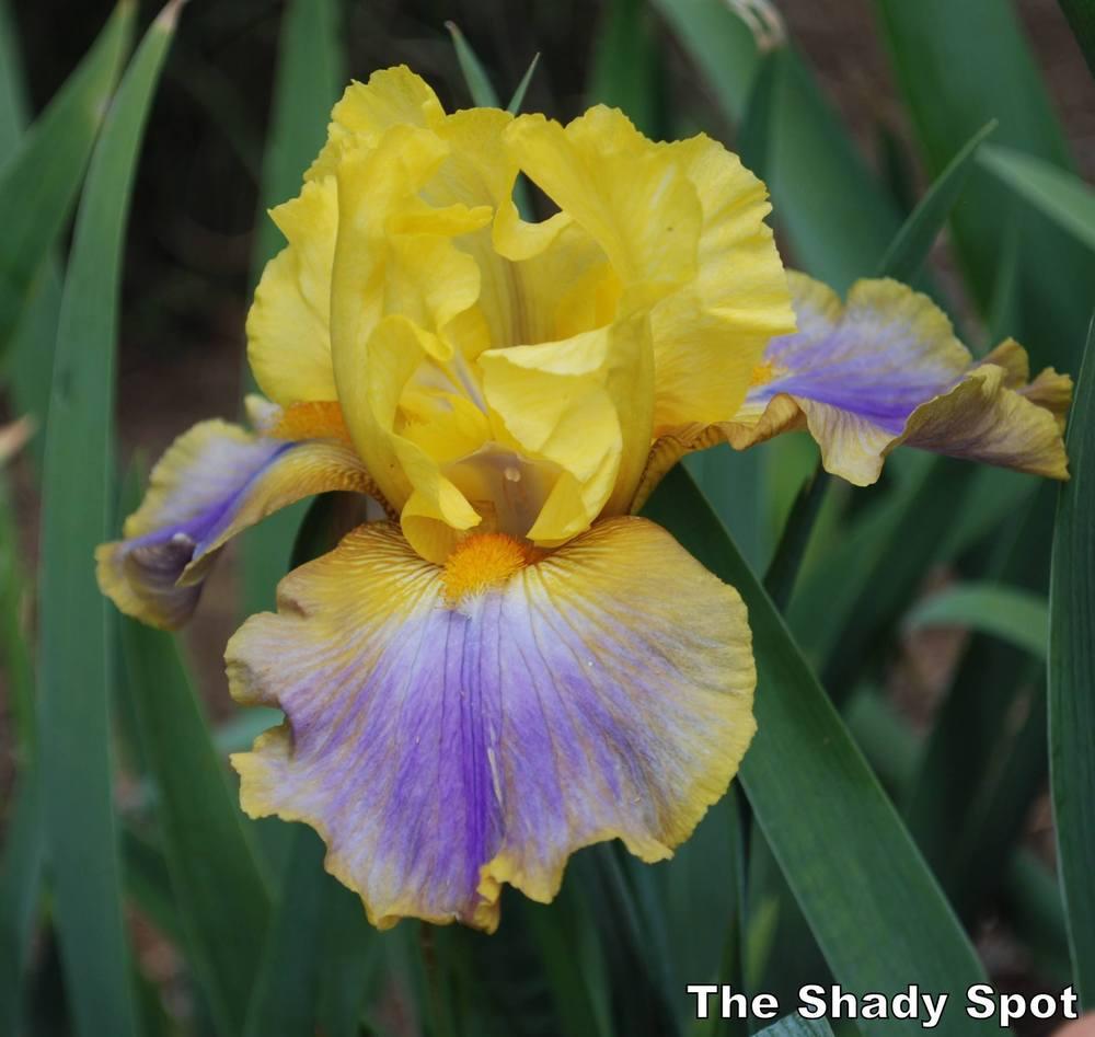 Photo of Tall Bearded Iris (Iris 'Can Can Dancer') uploaded by lovemyhouse