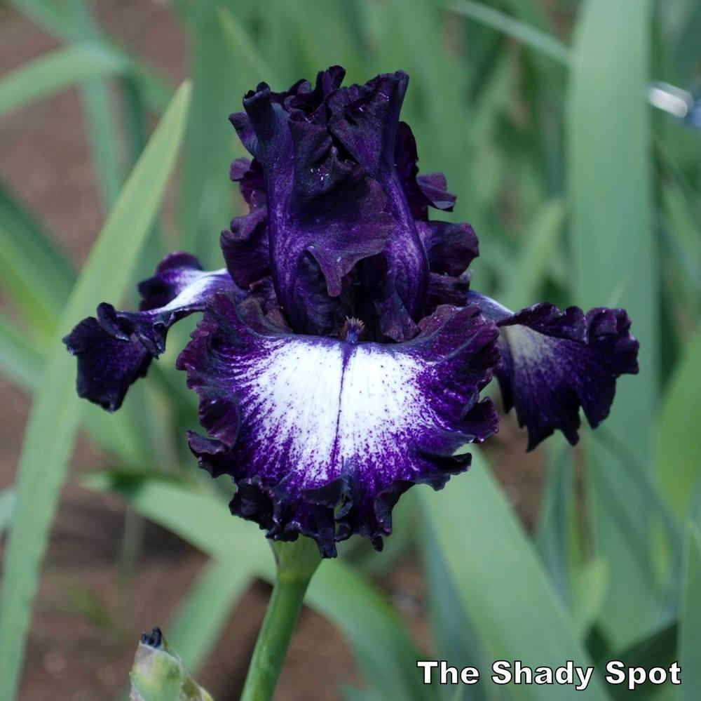 Photo of Tall Bearded Iris (Iris 'Midnight Velvet') uploaded by lovemyhouse