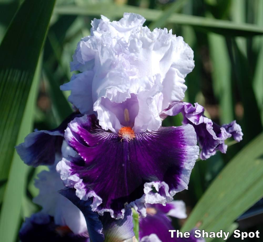 Photo of Tall Bearded Iris (Iris 'Daring Deception') uploaded by lovemyhouse