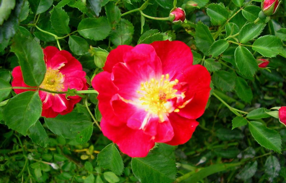 Photo of Shrub Rose (Rosa 'Dortmund') uploaded by manueldalmeida