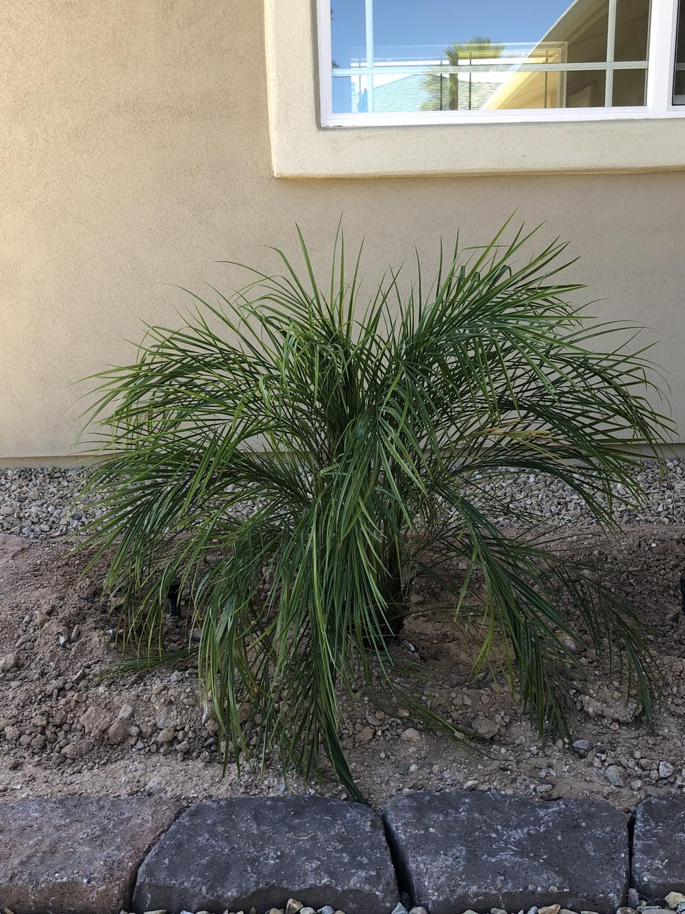 Photo of Pygmy Date Palm (Phoenix roebelenii) uploaded by markcee
