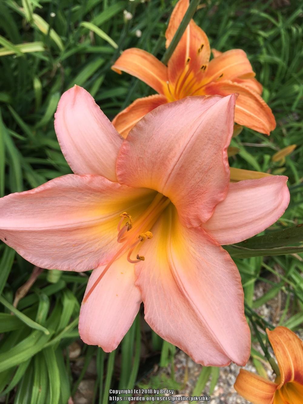 Photo of Daylily (Hemerocallis 'Pink Lavender Appeal') uploaded by piksihk