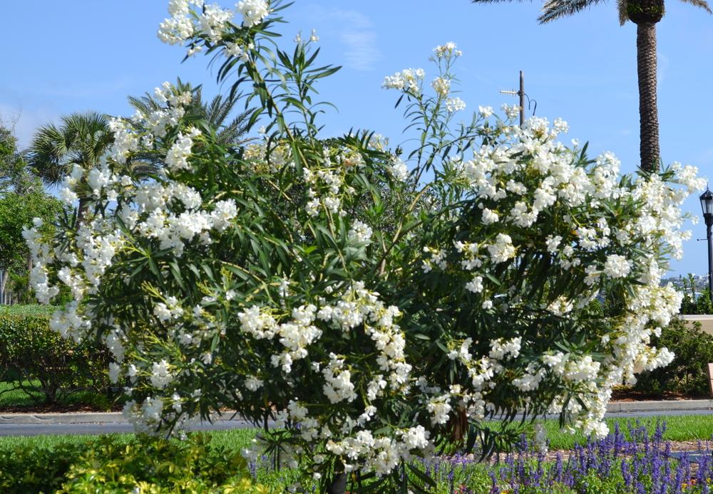 Photo of Oleanders (Nerium oleander) uploaded by sunkissed