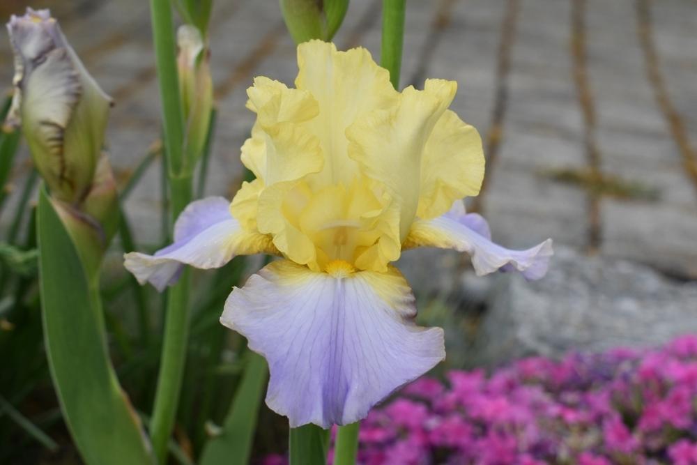 Photo of Tall Bearded Iris (Iris 'Betty Simon') uploaded by sunnyvalley