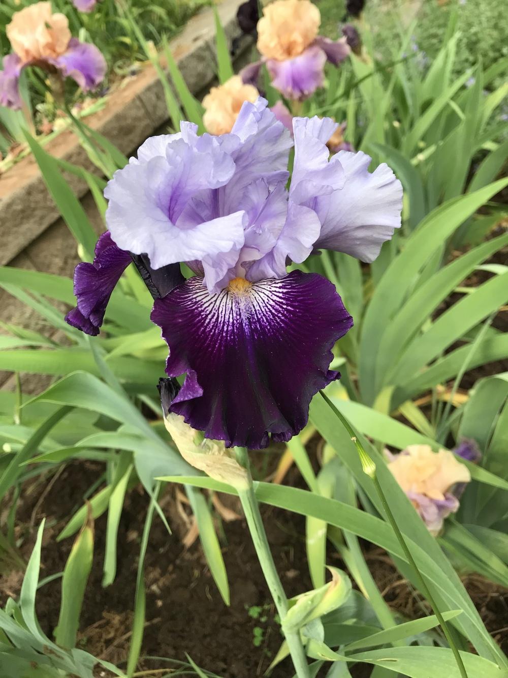 Photo of Tall Bearded Iris (Iris 'Visual Intrigue') uploaded by urania1