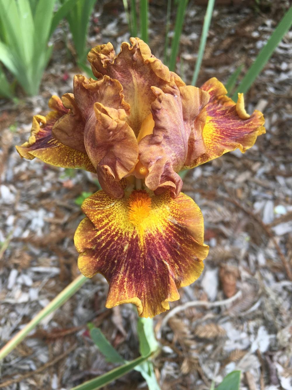 Photo of Intermediate Bearded Iris (Iris 'Dude') uploaded by Calif_Sue