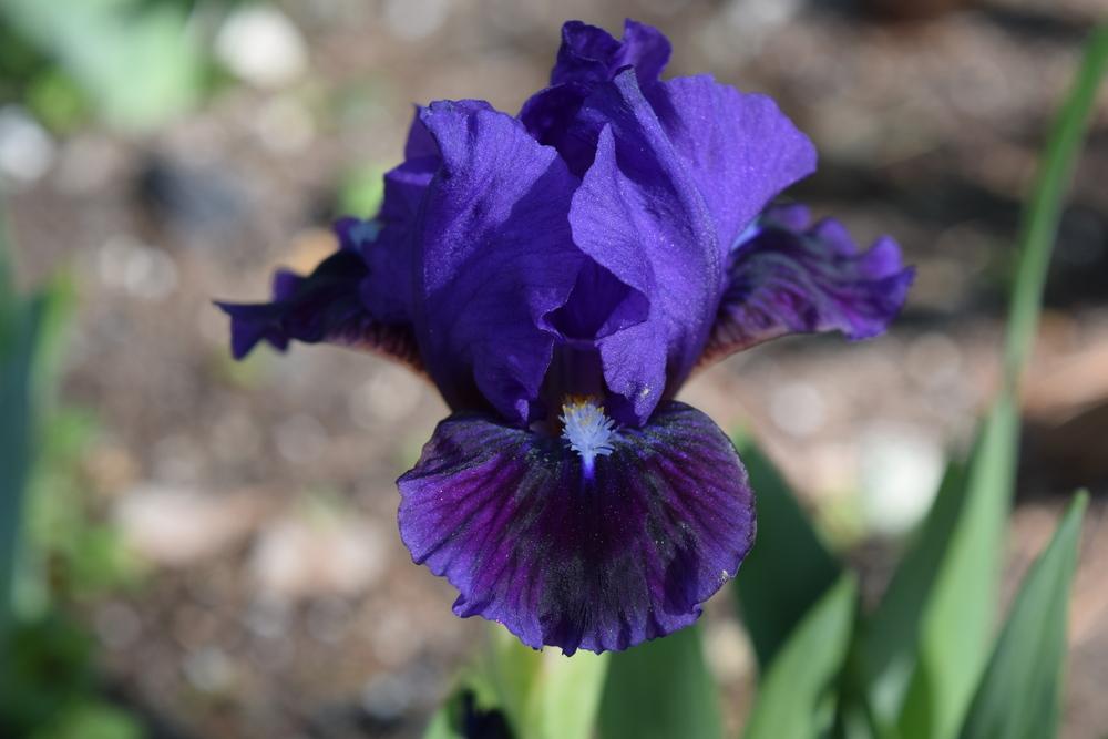 Photo of Miniature Dwarf Bearded Iris (Iris 'Bam') uploaded by Dachsylady86