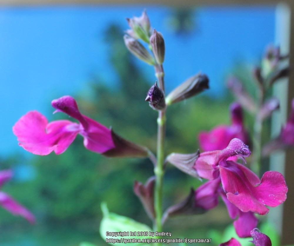 Photo of Autumn Sage (Salvia greggii Mirage™ Burgundy) uploaded by Esperanza