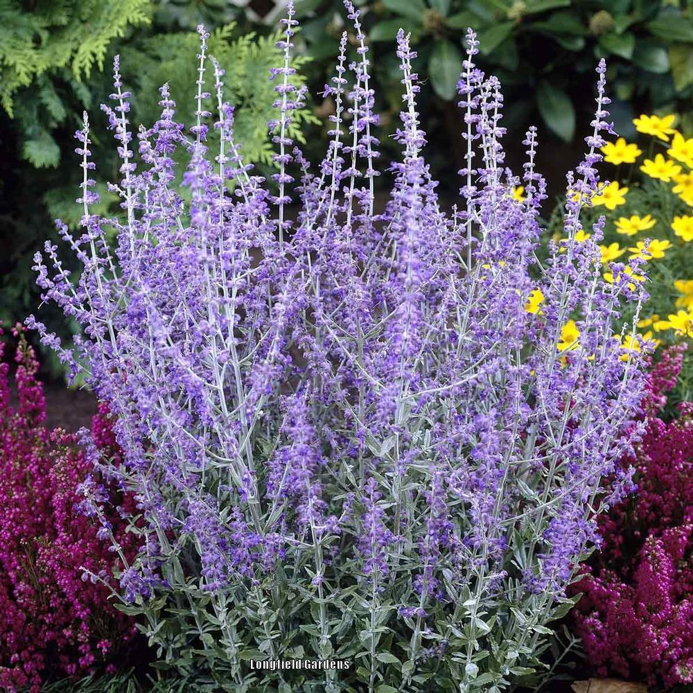 Photo of Russian Sage (Salvia 'Little Spire') uploaded by Joy