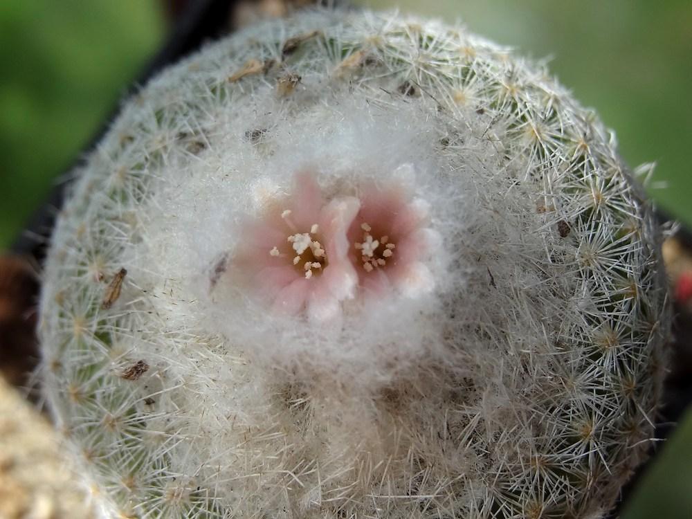 Photo of Button Cactus (Epithelantha micromeris) uploaded by Orsola