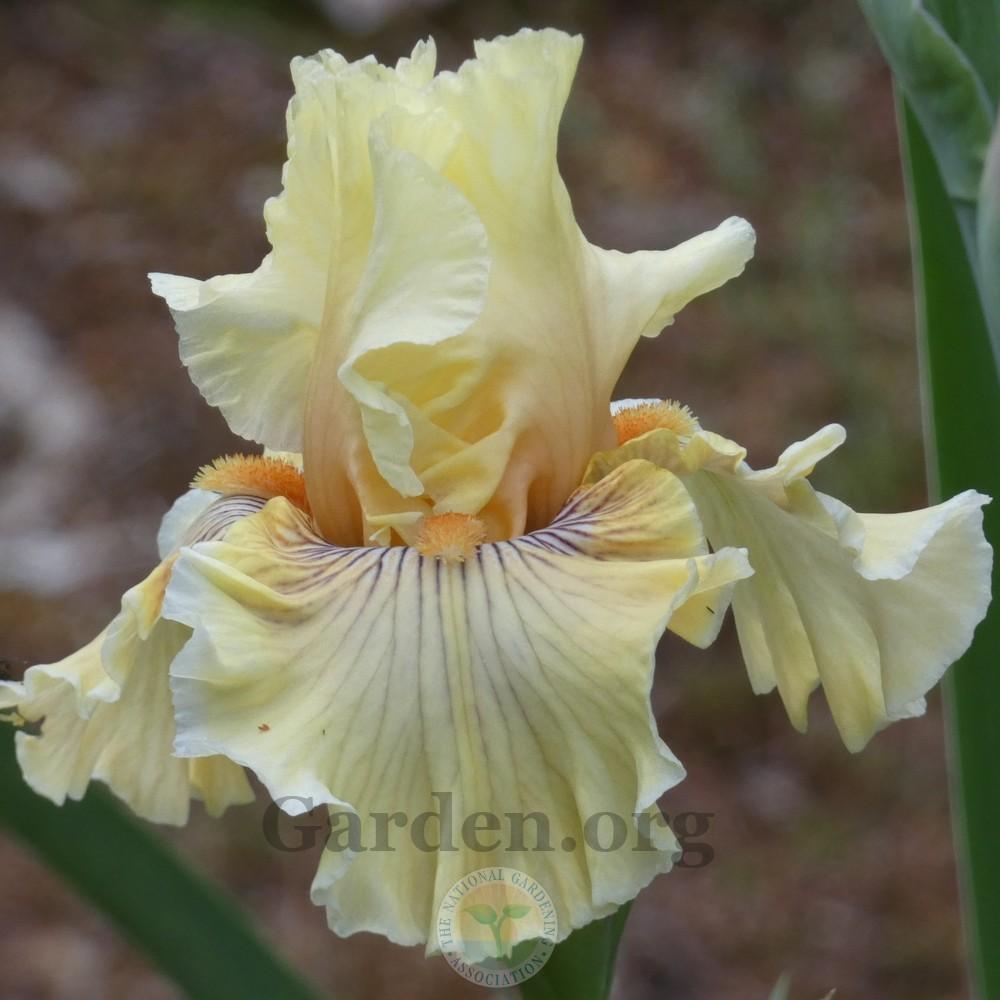 Photo of Tall Bearded Iris (Iris 'Cotillion Gown') uploaded by Patty
