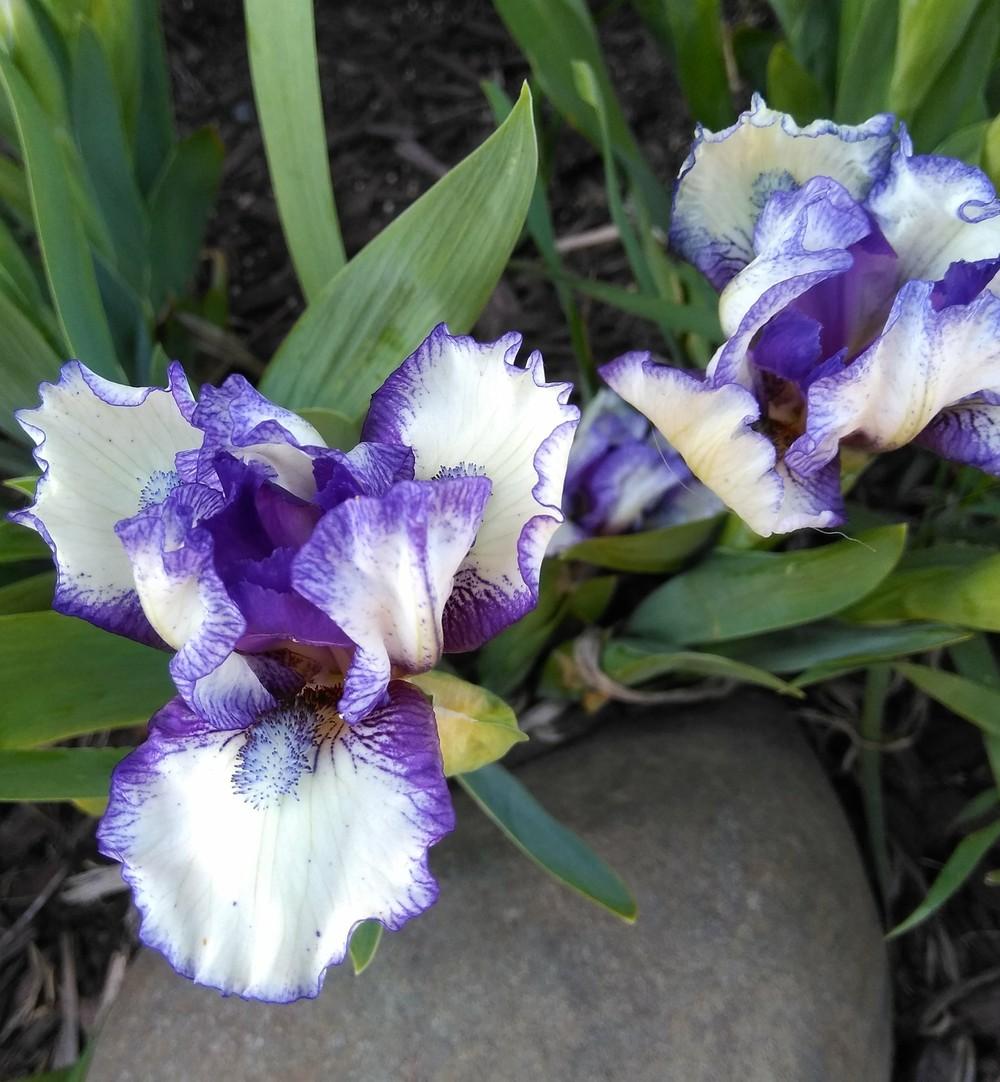 Photo of Standard Dwarf Bearded Iris (Iris 'Fairy Ring') uploaded by Salowicious