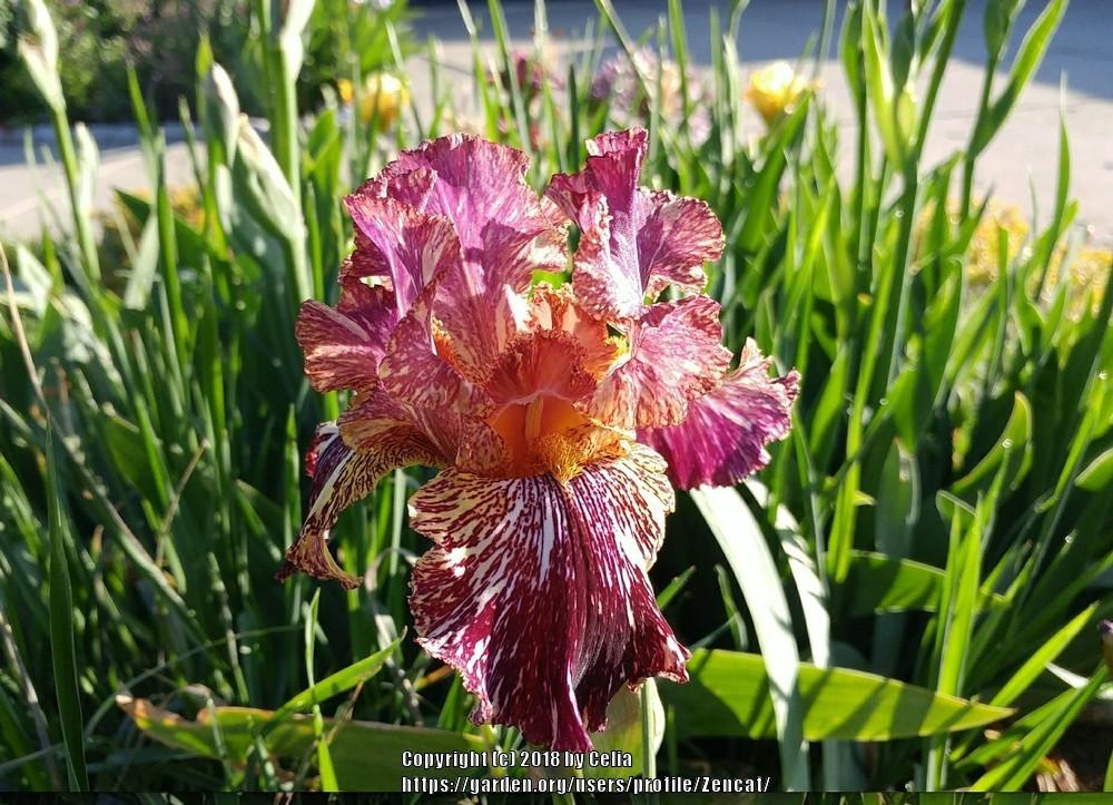 Photo of Tall Bearded Iris (Iris 'Bewilderbeast') uploaded by Zencat