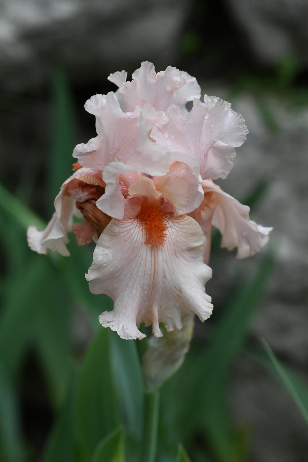 Photo of Tall Bearded Iris (Iris 'La Vie en Rose') uploaded by cliftoncat
