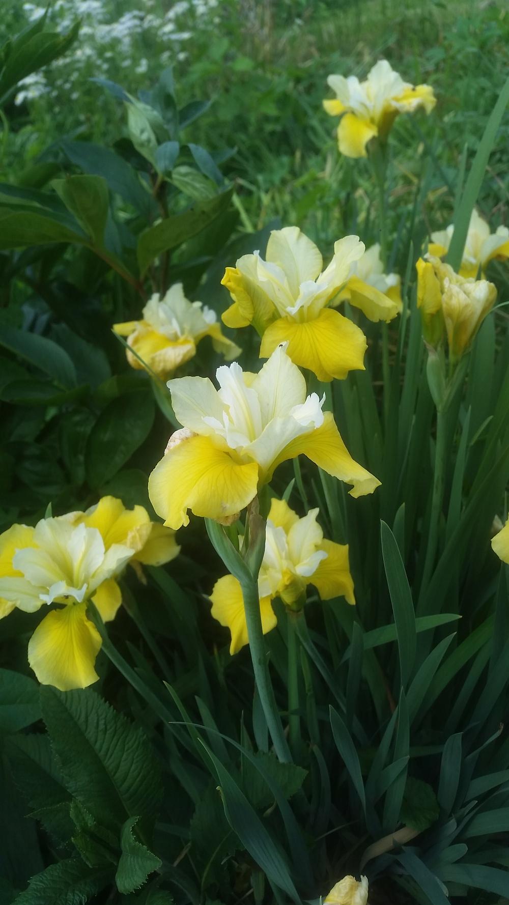 Photo of Siberian Iris (Iris 'Smiley Face') uploaded by gemini_sage