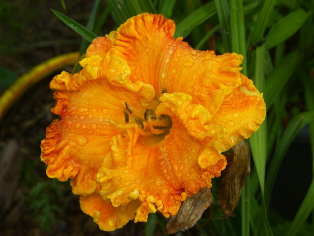 Photo of Daylily (Hemerocallis 'Orange Ruffles') uploaded by hardyhem