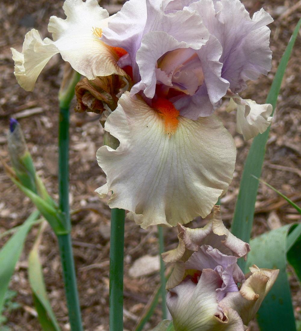 Photo of Tall Bearded Iris (Iris 'Enraptured') uploaded by janwax