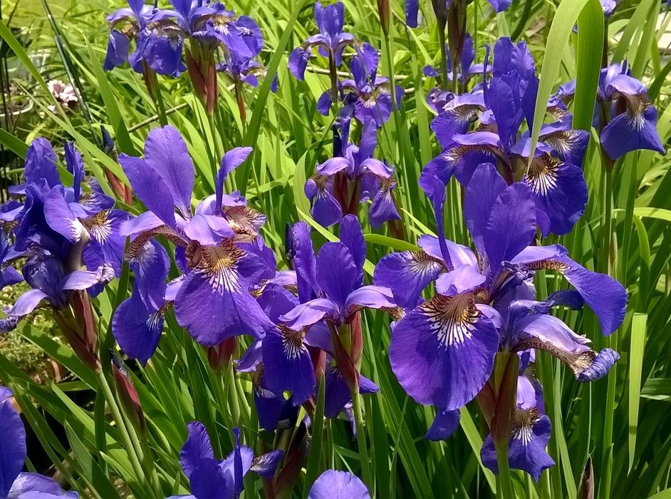 Photo of Species Iris (Iris sibirica) uploaded by krobra