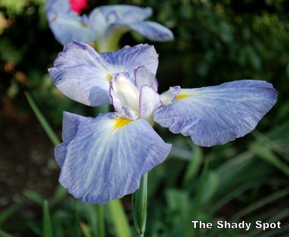 Photo of Japanese Iris (Iris ensata 'Pleasant Earlybird') uploaded by lovemyhouse
