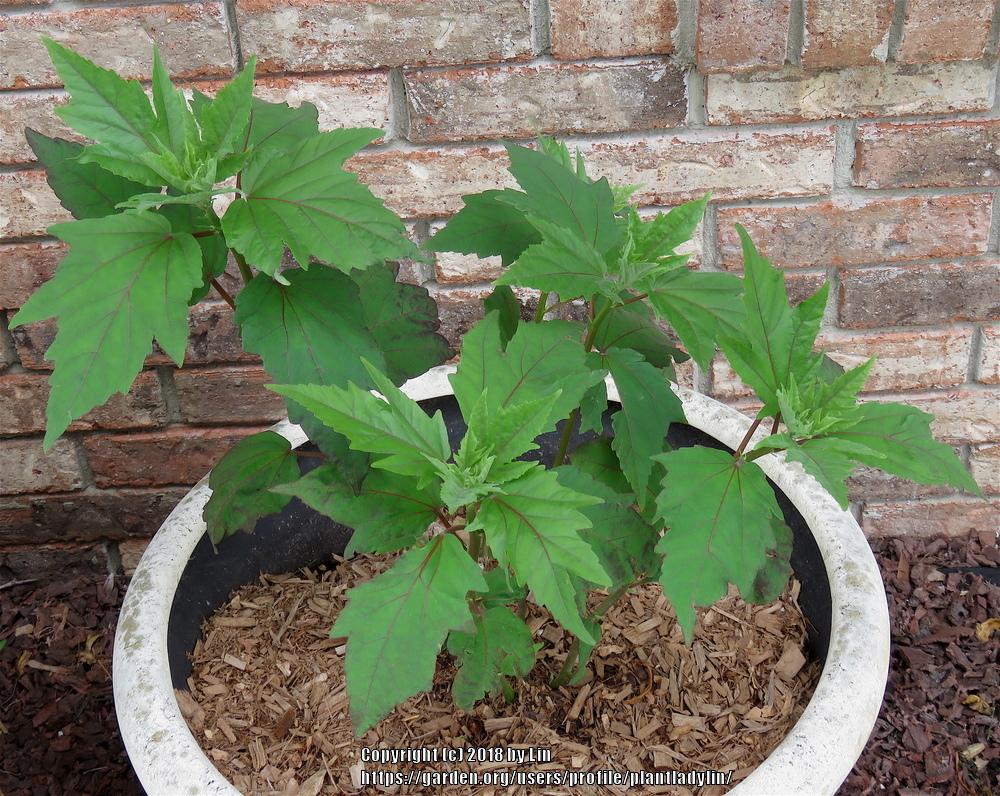 Photo of Hybrid Hardy Hibiscus (Hibiscus Summerific™ Berry Awesome) uploaded by plantladylin